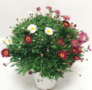 Margaréta MARGARÉTA BOKOR MULTICOLOR K3