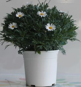Margaréta MARGARÉTA FEHÉR BOKOR K3