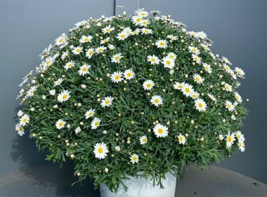 Margaréta MARGARÉTA FEHÉR BOKOR K7,5