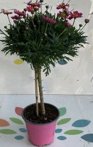 Margaréta MARGARÉTA RÓZSASZÍN MINI TÖRZS K1,5