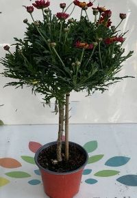 Margaréta MARGARÉTA PIROS MINI TÖRZS K1,5