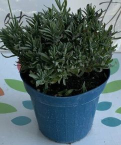 Levendula LAVANDULA ANGUSTIFOLIA HIDCOTE K1,5