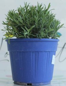 Levendula LAVANDULA ANGUSTIFOLIA HIDCOTE K3