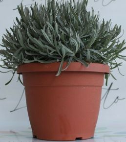 Levendula LAVANDULA ANGUSTIFOLIA CS25-K5,5