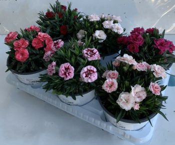 Évelő szegfű DIANTHUS MIX K1,5