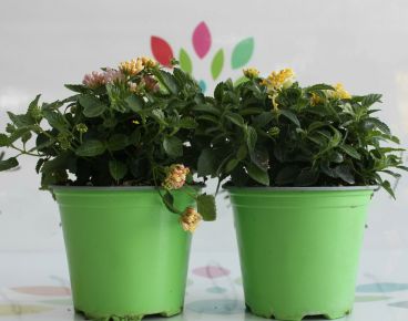 Sétányrózsa   LANTANA CAMARA K1,5