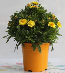 SzalmarózsaHELICHRYSUM BRACTEATUM K3