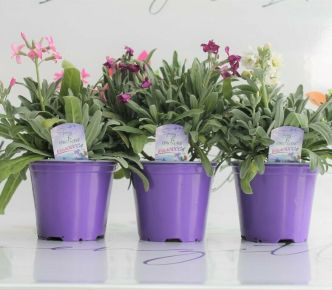 Kerti viola MATTHIOLA INCANA CS14