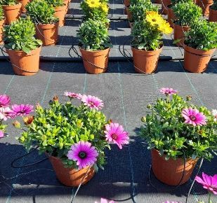 Afrikai aranyvirág OSTEOSPERMUM ECKLONIS K1,5