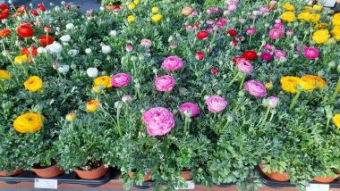  Ázsiai boglárka RANUNCULUS ASIATICUS K1,5