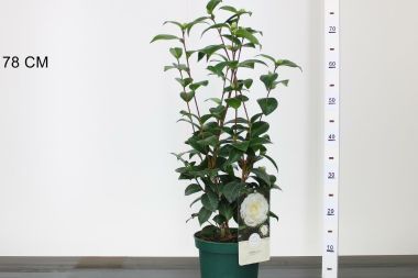 Kamélia   CAMELLIA JAPONICA NUCCIUS GEM 40/55 K3