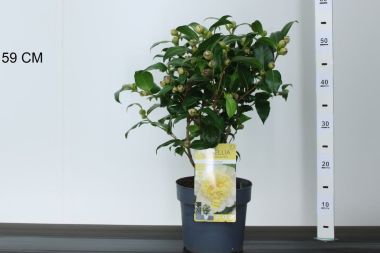 Kamélia   CAMELLIA JAPONICA JULLIS YELLOW 40/50 K3