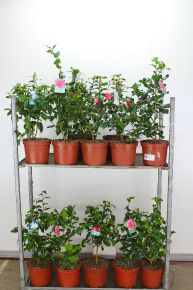 Kamélia   CAMELLIA JAPONICA FAJTÁK 60/100 K7,5