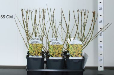 Aranyvessző FORSYTHIA INTERMEDIA MINIGOLD 40/+ K2
