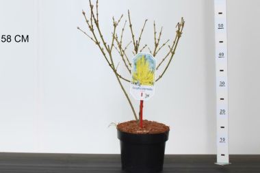 Aranyvessző FORSYTHIA INTERMEDIA LYNWOOD 40/50 K3