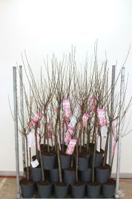 Babarózsa   PRUNUS TRILOBA T60 K5