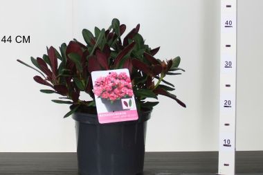 Havasszépe    RHODODENDRON WINE AND ROSES 25/30 K5