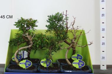 Kölönböző növények bonsai tálban BONSAI MIX 30/35 CS20