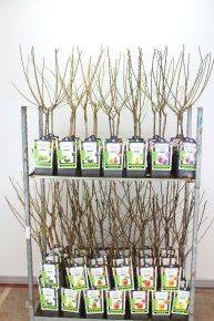 Oszlopos gyümölcsfa fajták OSZLOPOS GYÜMÖLCSFA FAJTÁK 100CM K5