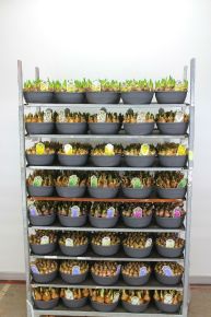 Nárcisz  NARCISSUS SZINES FÉM VÖDÖRBEN