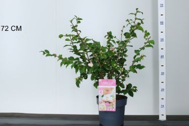 Kamélia   CAMELLIA JAPONICA WINTER PARFUME PEARL 25/30 K3