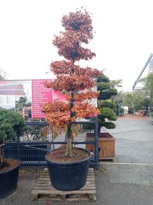 Vérbükk    FAGUS SYLVATICA ATROPUNICEA BONSAI 250/300 K285