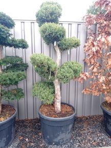 Kék kínai boróka  JUNIPERUS CHINENSIS MONARCH BONSAI 150/175 K130