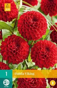 Dália VIRÁGHAGYMA DAHLIA VIKING 1DB/CSOMAG JUB 103250