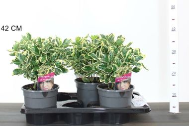 Japán kecskerágó  EUONYMUS JAPONICUS PALOMA BLANCA 25/30 CS17