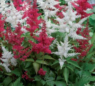 TOLLBUGA ASTILBE FAJTÁK CS17