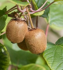 Jenny kivi ACTINIDIA DELICIOSA JENNY CS15