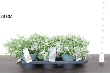 Havasi gyopár LEONTOPODIUM ALPINUM Blossom of Snow CS15