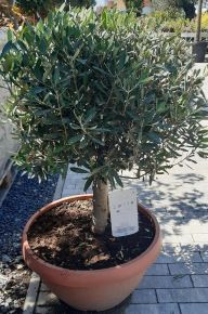 Olajfa OLEA EUROPAEA T55 18/25 K42