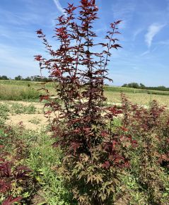 Japán juhar ACER PALMATUM ATROPURPUREUM 100/125*