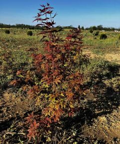 Japán juhar ACER PALMATUM ATROPURPUREUM 80/100*