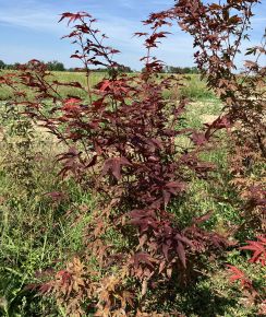 Japán juhar ACER PALMATUM ATROPURPUREUM 80/100*