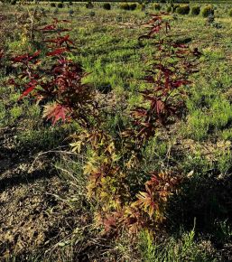Japán juhar ACER PALMATUM ATROPURPUREUM 60/80*