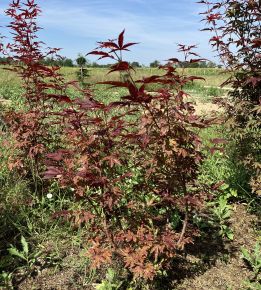 Japán juhar ACER PALMATUM ATROPURPUREUM 60/80*