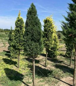 Leyland ciprus CUPRESSOCYPARIS LEYLANDII PYRAMIDALIS T1/2 KÚP*