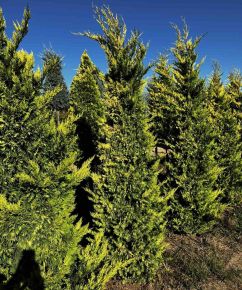 Arany lombú leyland ciprus CUPRESSOCYPARIS LEYLANDII GOLD RIDER NYÍRT 200/+ 3×I*