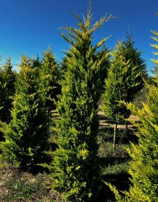 Arany lombú leyland ciprus CUPRESSOCYPARIS LEYLANDII GOLD RIDER 200/+ *