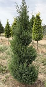 Arany lombú leyland ciprus CUPRESSOCYPARIS LEYLANDII PYRAMIDALIS SPIRÁL 200/+ *