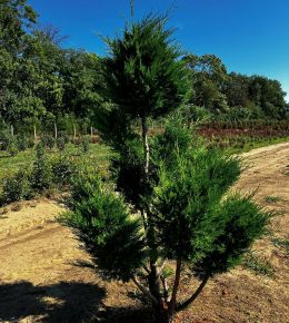 Leyland ciprus CUPRESSOCYPARIS LEYLANDII VITO BONSAI 225/250*