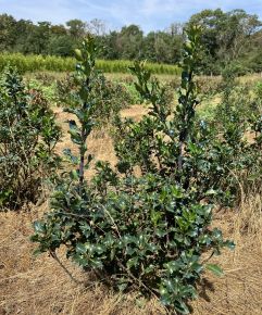 Kékeslevelű magyal ILEX MESERVEAE BLUE ANGEL 20/40*