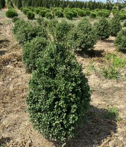 Csipkéslevelű magyal ILEX CRENATA GLORIE DWARF KÚP 60/80*