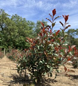 Örökzöld korallberkenye PHOTINIA FRASERI CORALLINA 60/80*