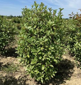 Örökzöld korallberkenye PHOTINIA FRASERI LOUISE 125/150*