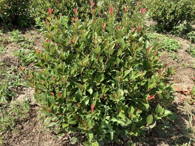 Örökzöld korallberkenye PHOTINIA FRASERI NANA 60/80*