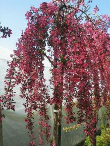 Díszalma    MALUS ROYAL BEAUTY TÖRZSES K6