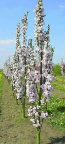 Oszlopos díszcseresznye   PRUNUS SERRULATA AMANOGAWA 125/150 K6